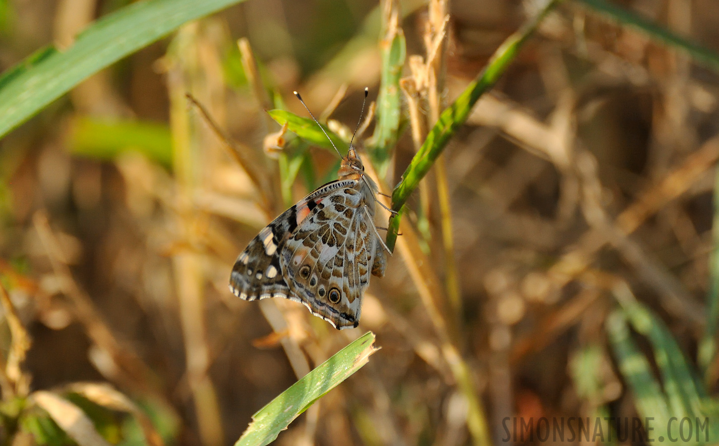 Vanessa cardui [550 mm, 1/1250 sec at f / 6.3, ISO 2500]